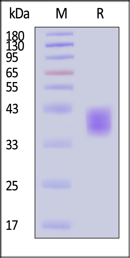 B7-H3 SDS-PAGE