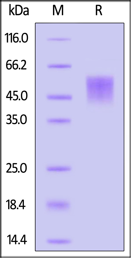 B7-H4 SDS-PAGE