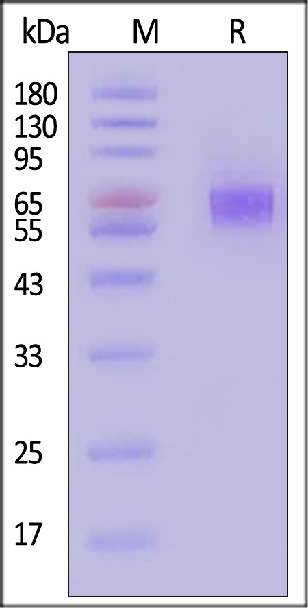 B7-H4 SDS-PAGE