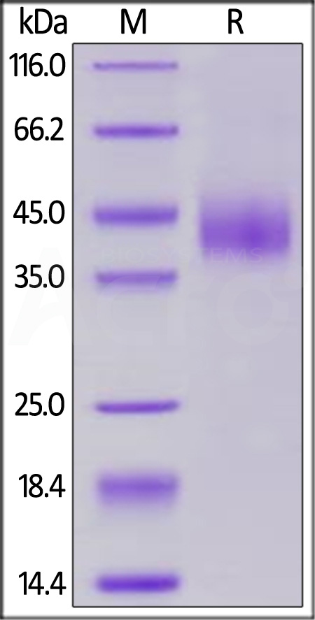 B76-C52Ha-sds