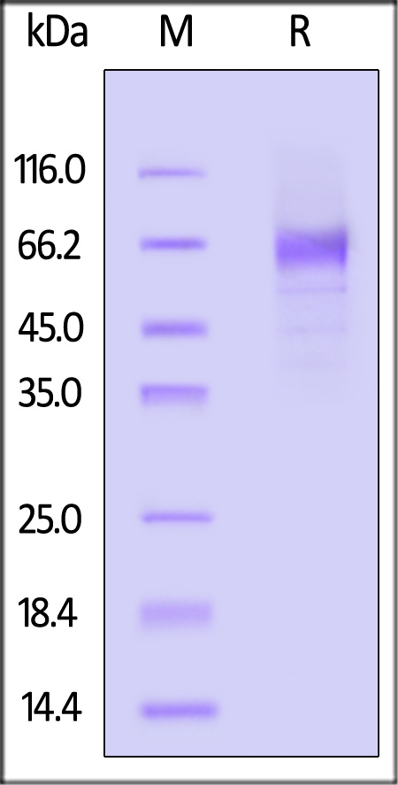 B77-C82E9-sds