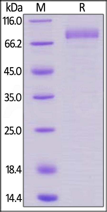 B7-H7 SDS-PAGE