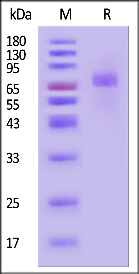 B7B-H82E8-sds