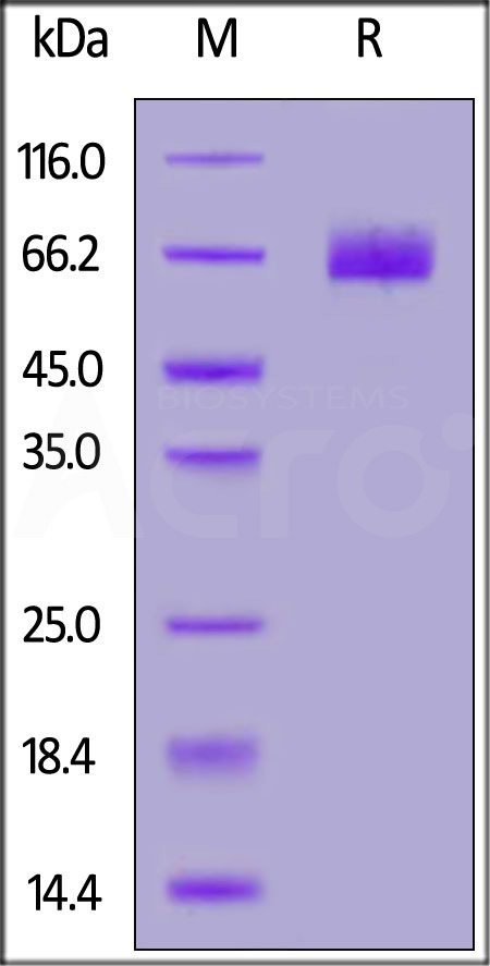 B7-H3 (4Ig) SDS-PAGE