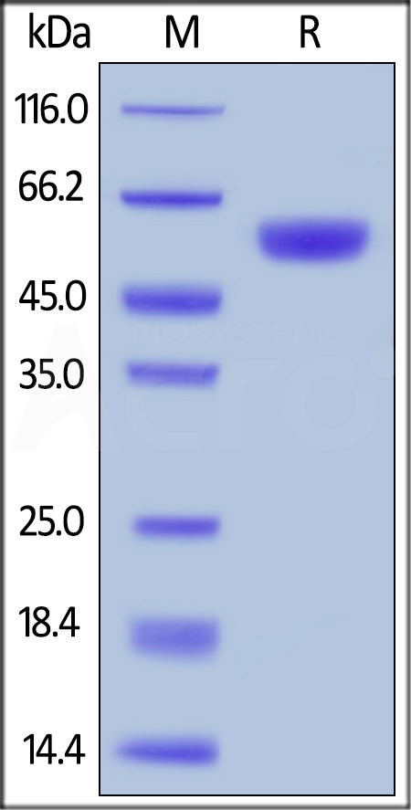 BACE-1 SDS-PAGE