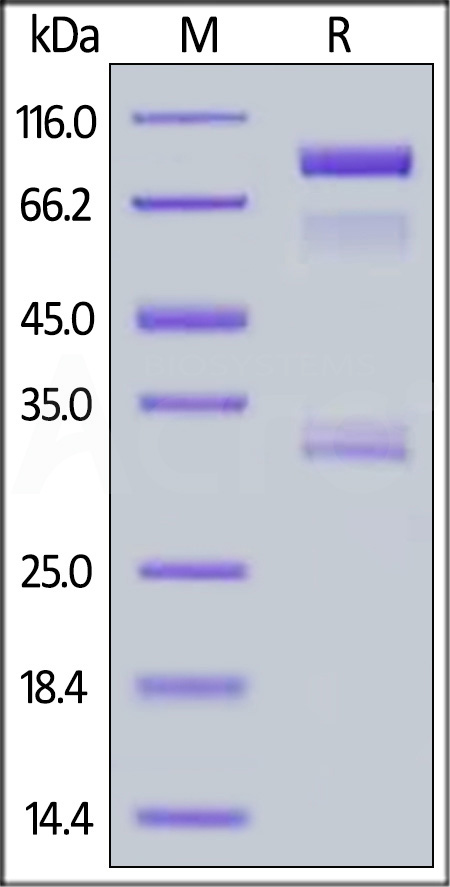 BA1-H5261-sds