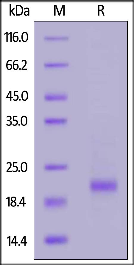 Biotinylated Mouse BAFF, Tag Free, primary amine labeling (Cat. No. BAF-M8219) SDS-PAGE gel