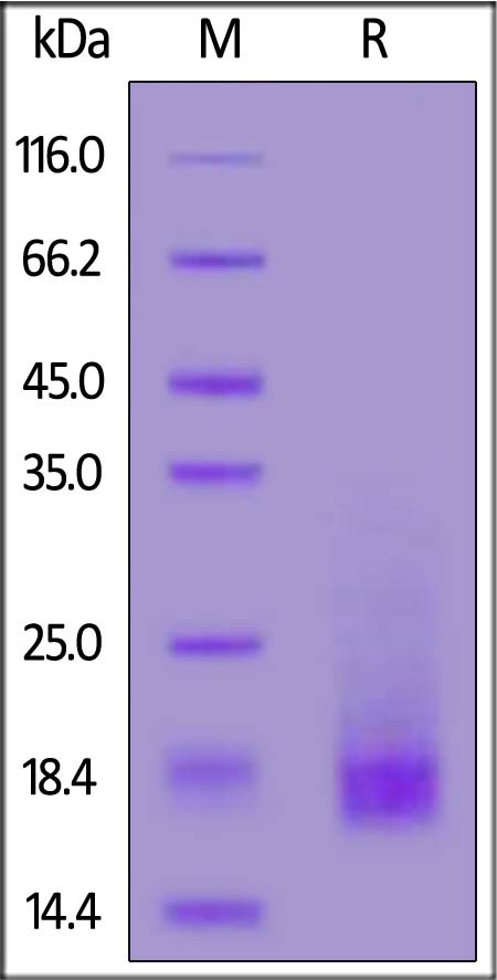 Mouse BAFFR, His Tag (Cat. No. BAR-M52H8) SDS-PAGE gel