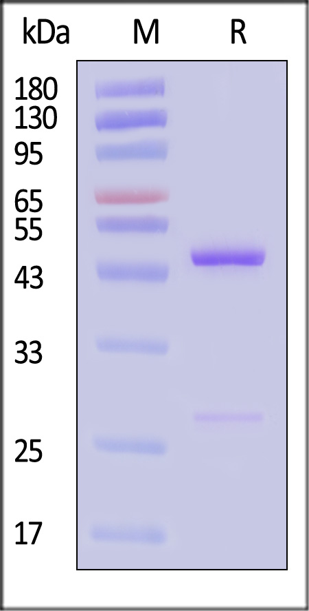 Bcl-x SDS-PAGE