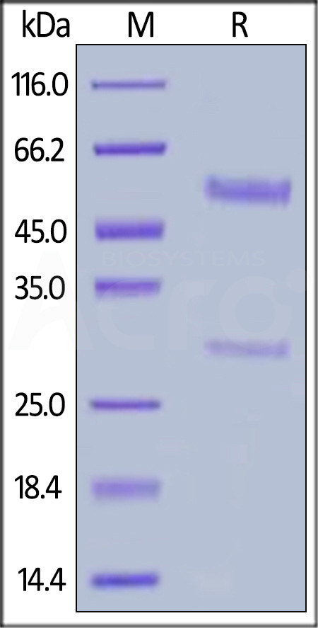 Bevacizumab SDS-PAGE