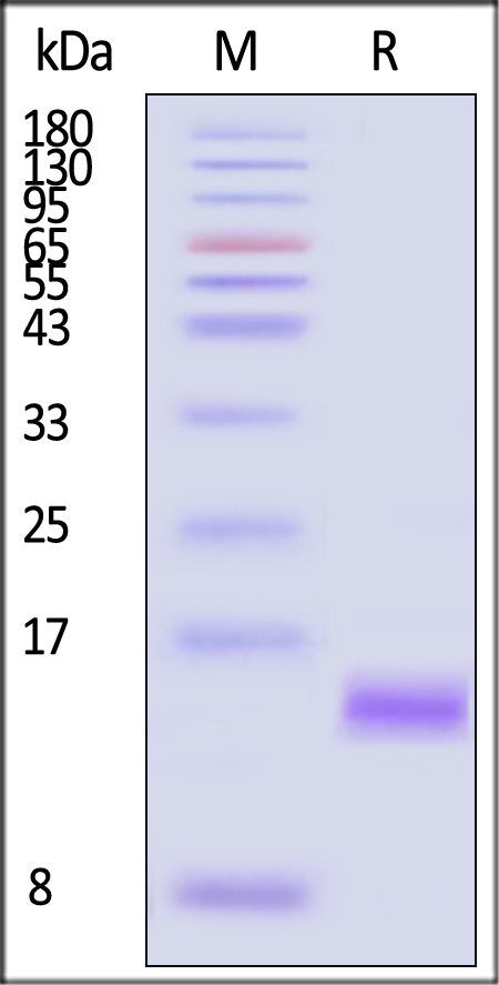 BEF-H5214-sds