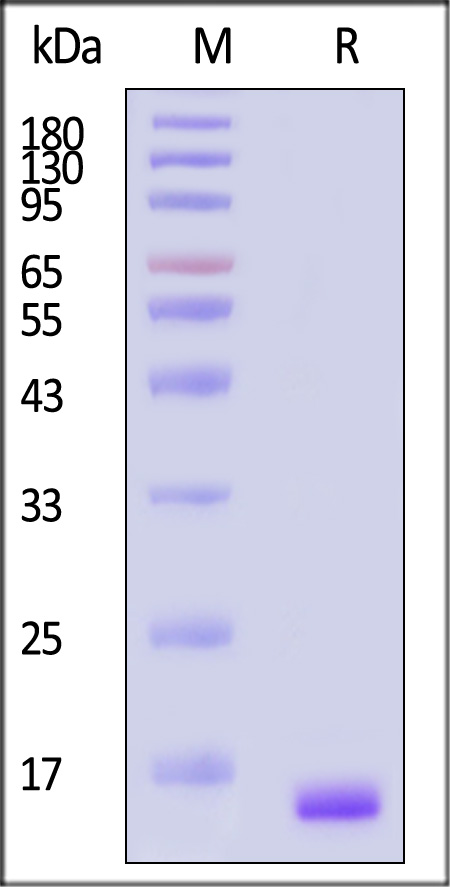 FGF basic SDS-PAGE