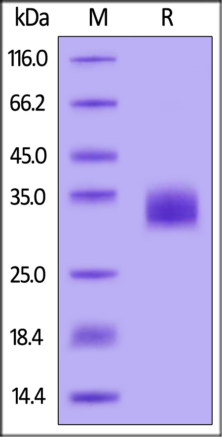 BT1-H5222-sds