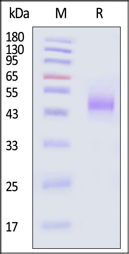 BTN2A1 SDS-PAGE