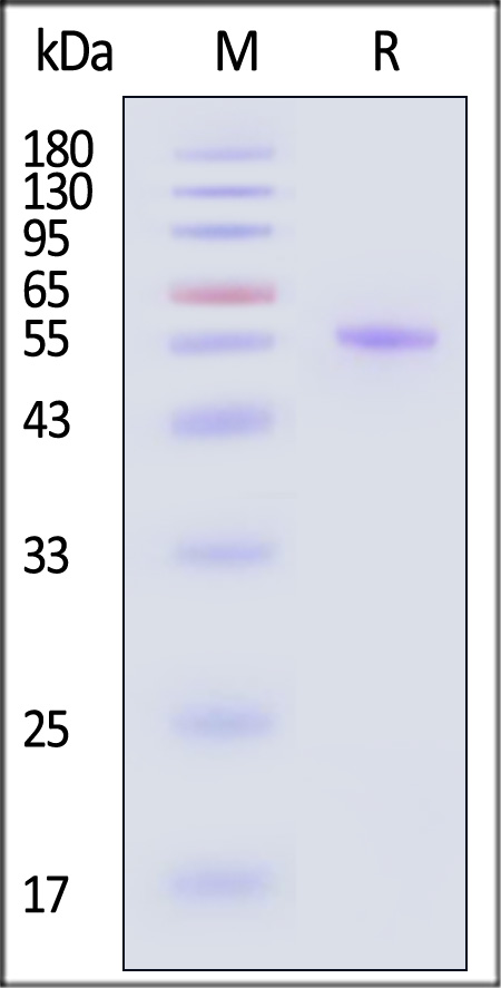 BTNL2 SDS-PAGE