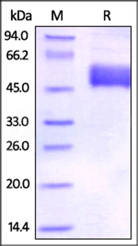 BTLA SDS-PAGE