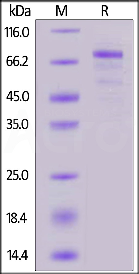 Human Cadherin-10, His Tag (Cat. No. CA0-H52H5) SDS-PAGE gel