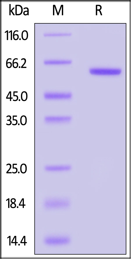 Catenin beta-1 SDS-PAGE