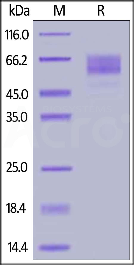 CA1-H5225-sds