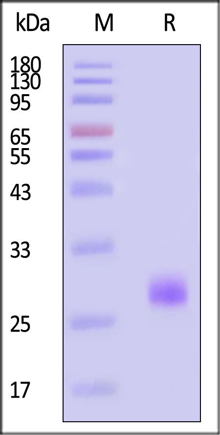 CA1-H5243-sds