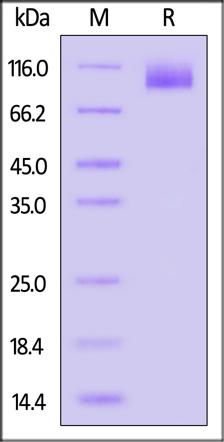 CA5-C82E9-sds