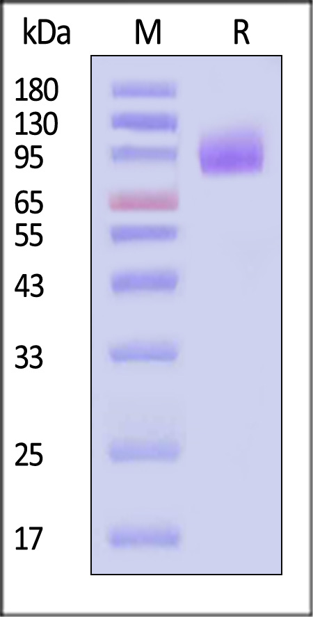 CA5-H52H6-sds