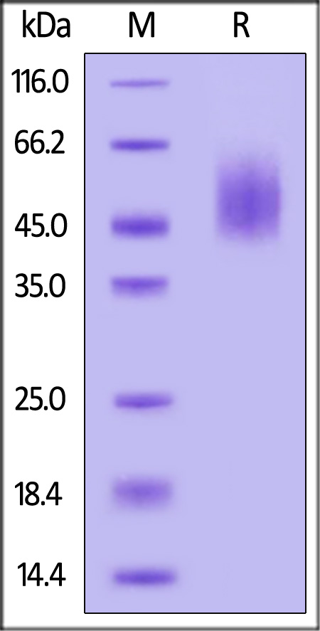 CA125 SDS-PAGE