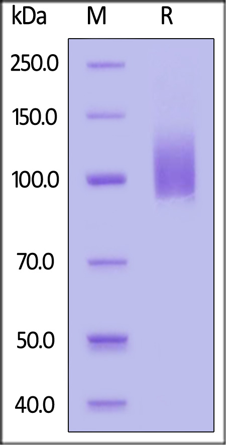 CA5-R52H6-sds