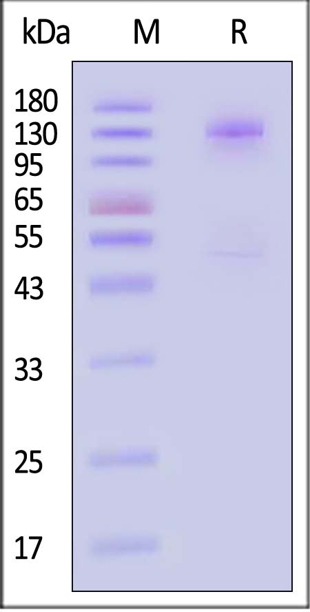 CA7-C5253-sds