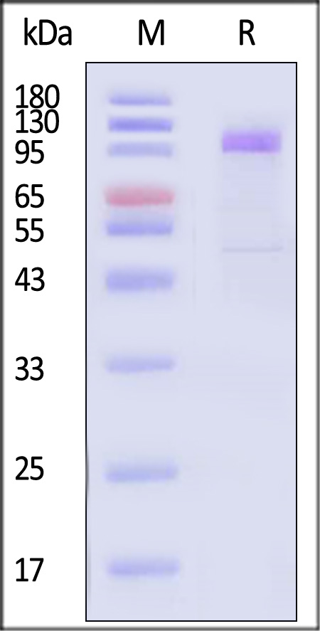 CA7-C82E8-sds