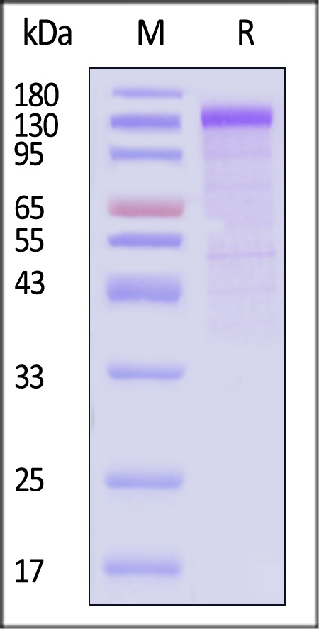 Cadherin-17 SDS-PAGE