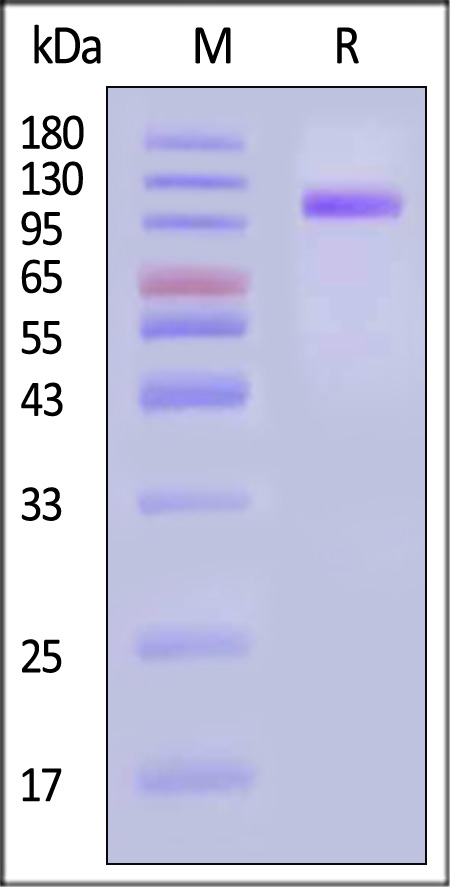 Cadherin-17 SDS-PAGE