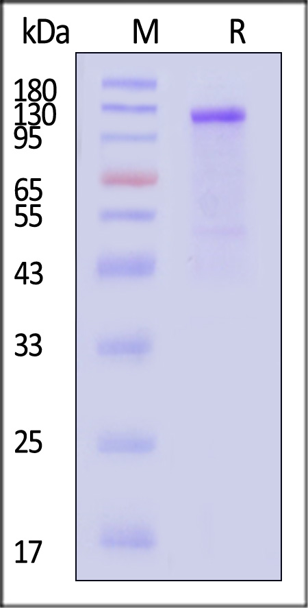 CA7-M5256-sds