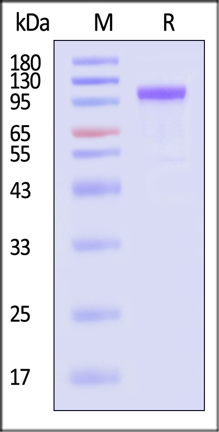 CA7-M52H5-sds