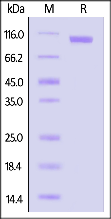 Cadherin-17 SDS-PAGE