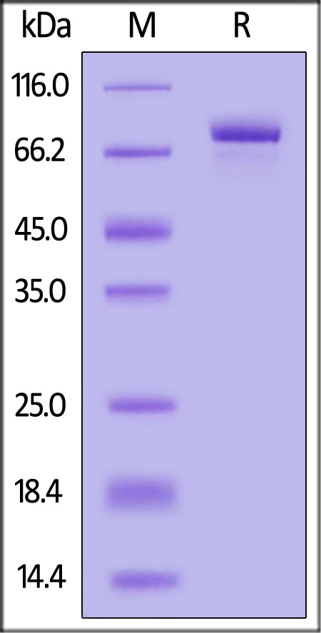 CA9-H82F5-sds