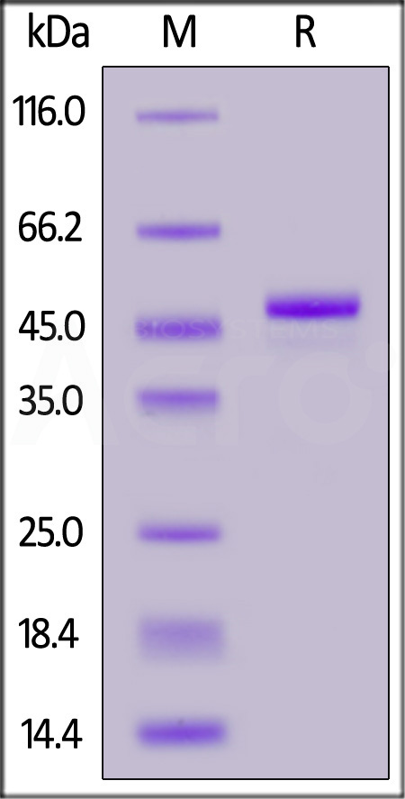 CA9-M52H3-sds