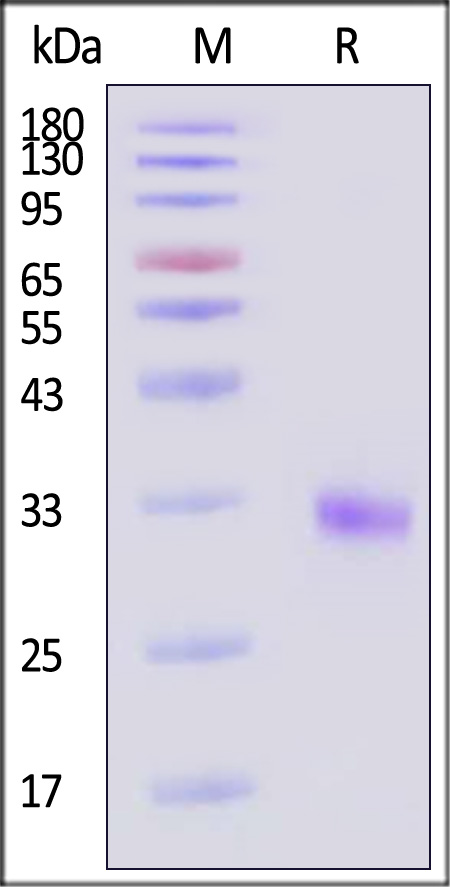 Cathepsin L SDS-PAGE