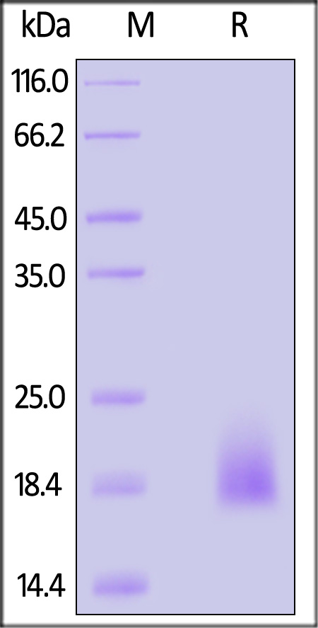 CC4-H52H1-sds