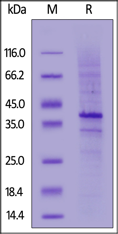 CD20 SDS-PAGE