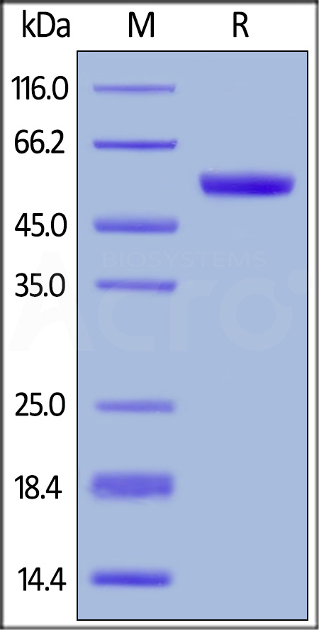 CD0-H5253-sds