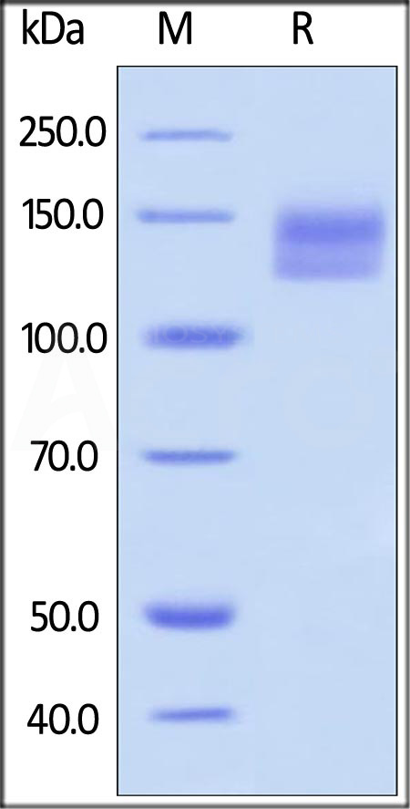 CD0-H5257-sds