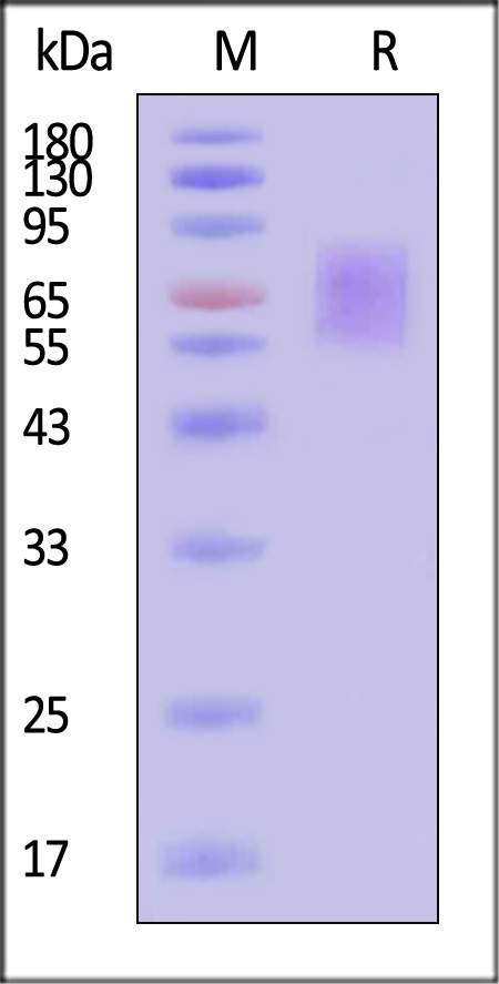 CD0-H82E6-sds