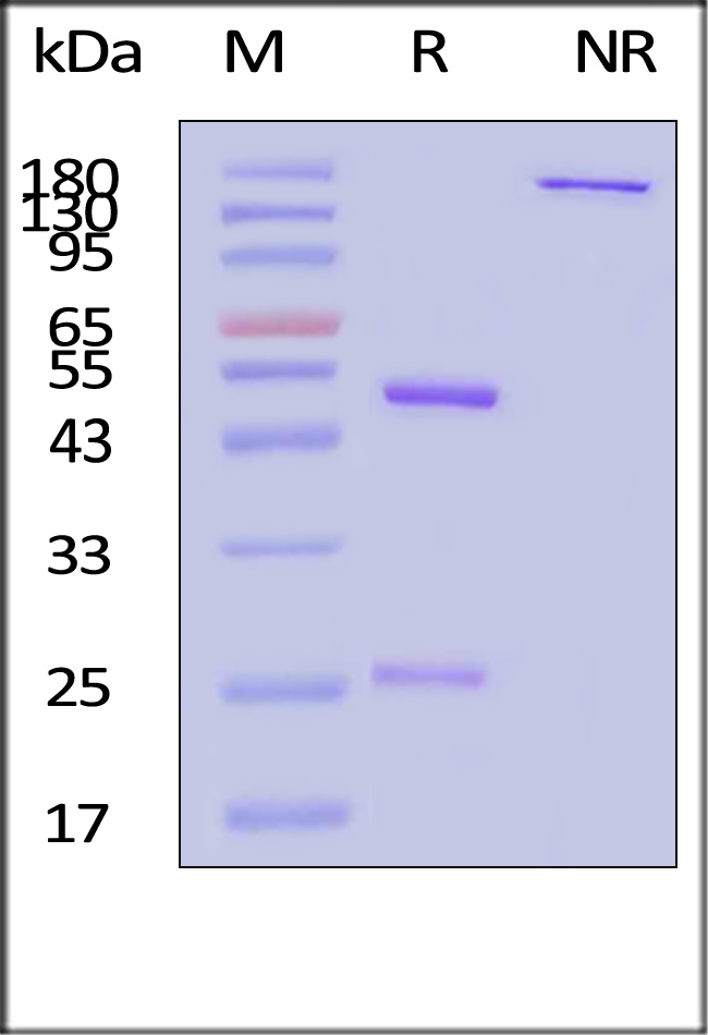 CD0-M36A2-sds