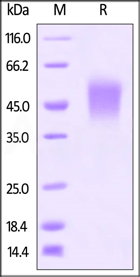 B7-1 SDS-PAGE