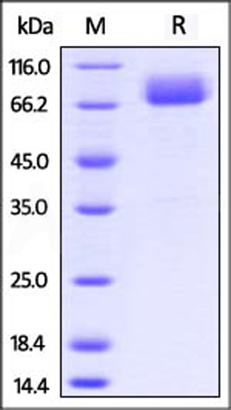 Mouse B7-1, Fc Tag (Cat. No. CD0-M5259) SDS-PAGE gel