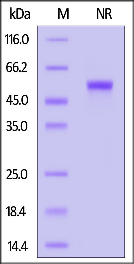 CD40 Ligand SDS-PAGE