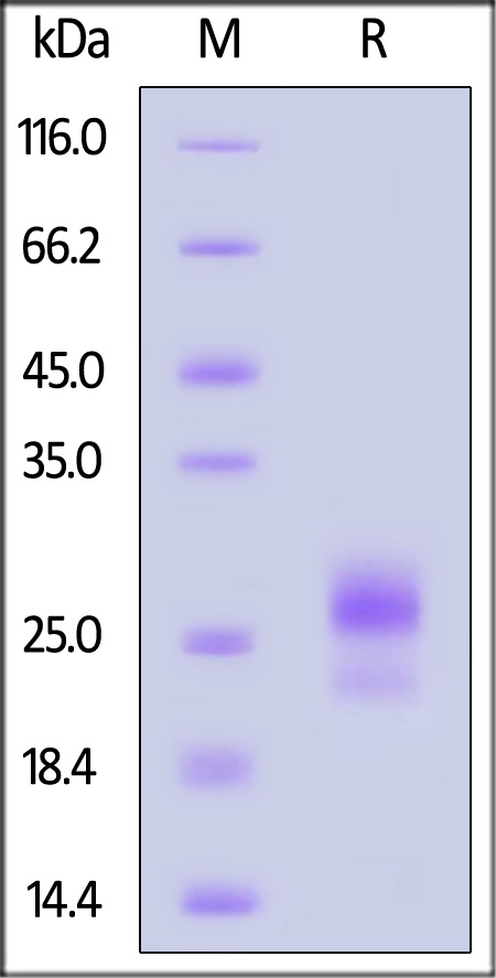 CD40 SDS-PAGE