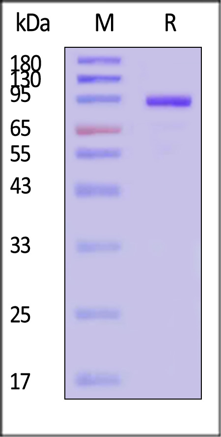 Human CD131, Fc Tag (Cat. No. CD1-H5256) SDS-PAGE gel