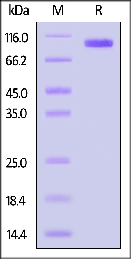 CD1-H82E4-sds